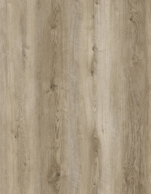 Ivory Birch
